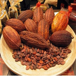 criollo cacao