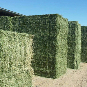 Dehydrated Alfalfa Or Alfalfa Lucerne Hay Bales Timothy Hay Bales Dehydrated Alfalfa Or Alfalfa Lucerne Hay Bales Timothy Hay Bales Suppliers Manufacturers Tradewheel