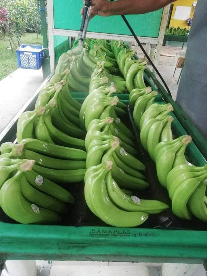 Bulk Fresh Bananas Suppliers, Exporters, Distributors, Traders TradeWheel