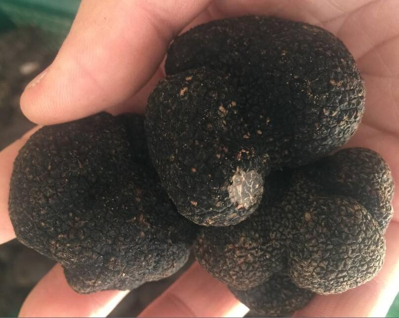 Import Fresh Frozen Truffle Tuber Indicum Chinese Truffle from China