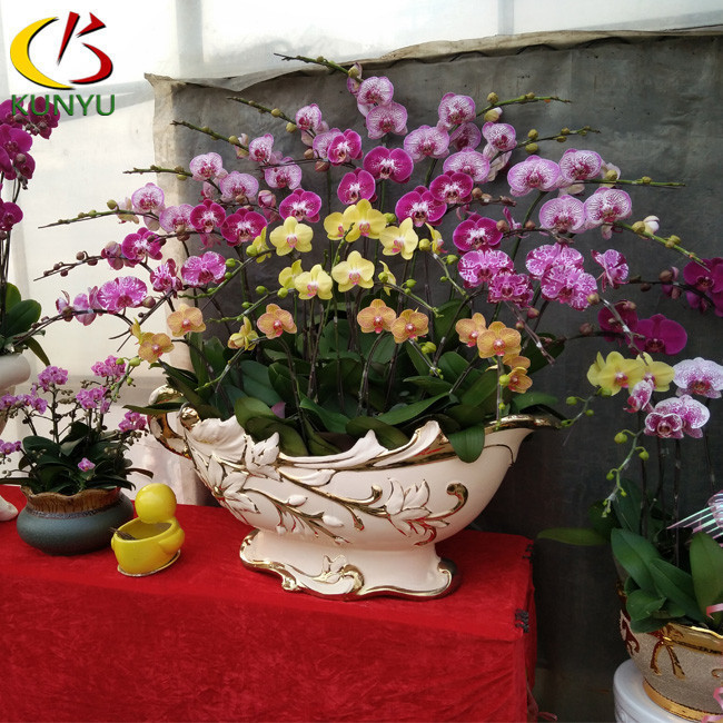 Subtropical Climate Singapore Orchid Phalaenopsis Seedlings Greenhouse