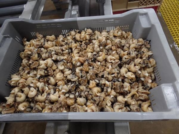 Giant Sea Snails Unshelled Edible Snails Water Snails Beef Giant Sea Snails Unshelled Edible Snails Water Snails Beef Suppliers Manufacturers Tradewheel