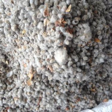 Wholesale High Quality Organic Chia Cotton Seeds For Sale In Bulk Wholesale High Quality Organic Chia Cotton Seeds For Sale In Bulk Suppliers Manufacturers Tradewheel