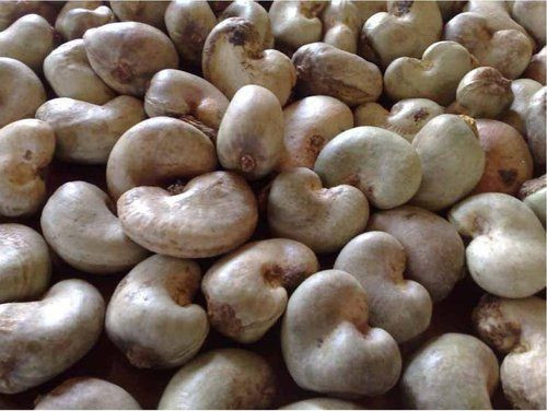 cashew manufacturers