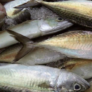 wholesale fish suppliers