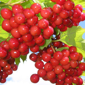Kidney Stone Cleaning Herbal Extract Prevent Kidney Stones Gilaburine Natural Highbush Cranberry Extract Kidney Stone Cleaning Herbal Extract Prevent Kidney Stones Gilaburine Natural Highbush Cranberry Extract Suppliers Manufacturers Tradewheel