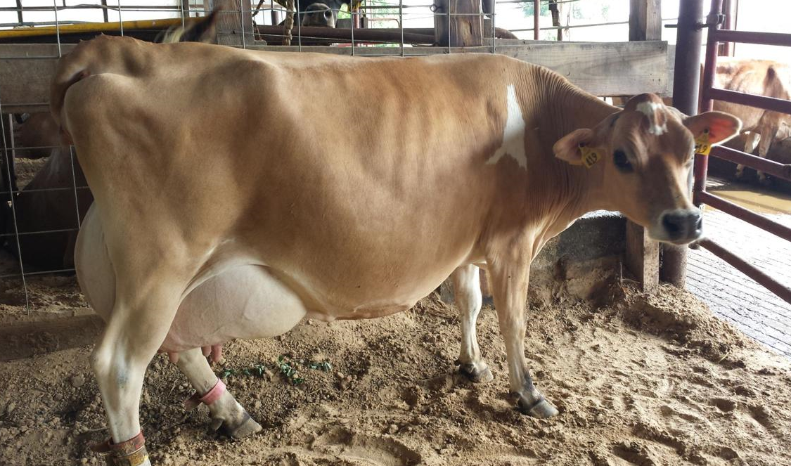 Import Jersey Cow For Sale From India Find Fob Prices Tradewheel Com