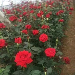 Natural Plants Type Rose Cut Flower Or Rose Bonsai Natural Plants Type Rose Cut Flower Or Rose Bonsai Suppliers Manufacturers Tradewheel