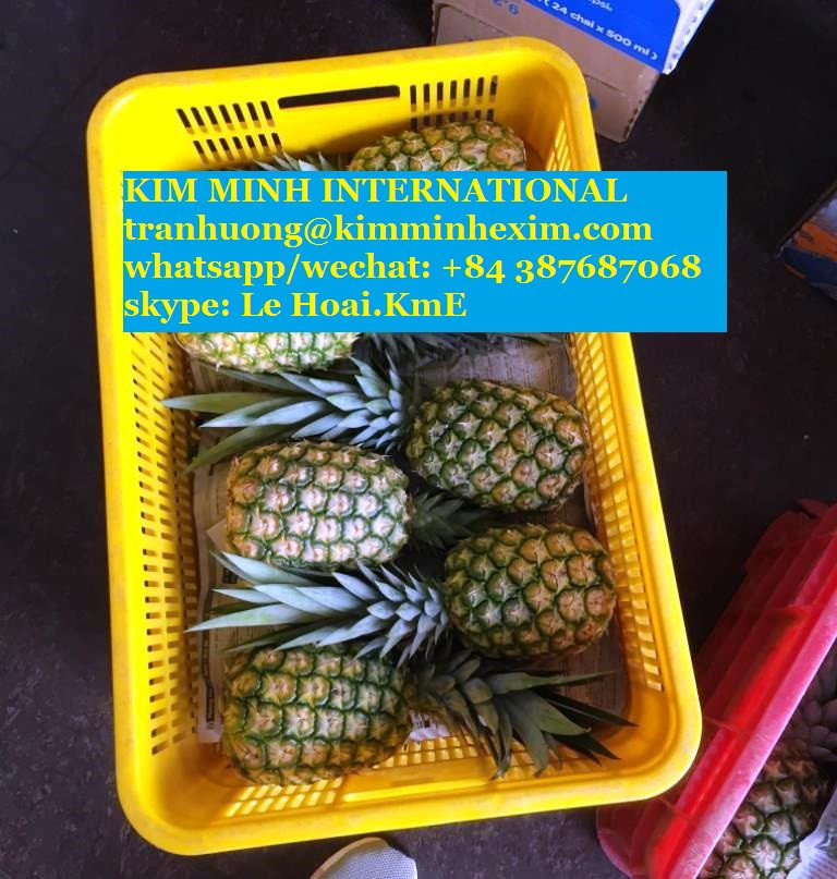 Bulk Fresh Pineapples Suppliers, Exporters, Distributors, Traders