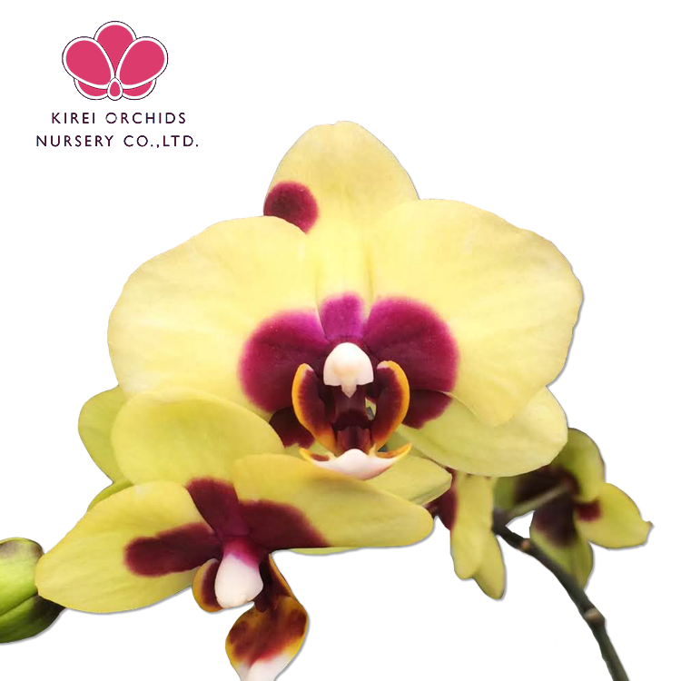 Green Panda Phalaenopsis Orchids Flask Seedling Green Panda Phalaenopsis Orchids Flask Seedling Suppliers Manufacturers Tradewheel