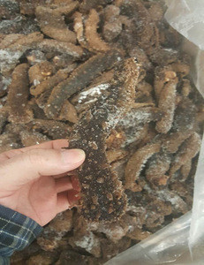 Import Alaskan Red Sea Cucumber From Canada Find Fob Prices Tradewheel Com