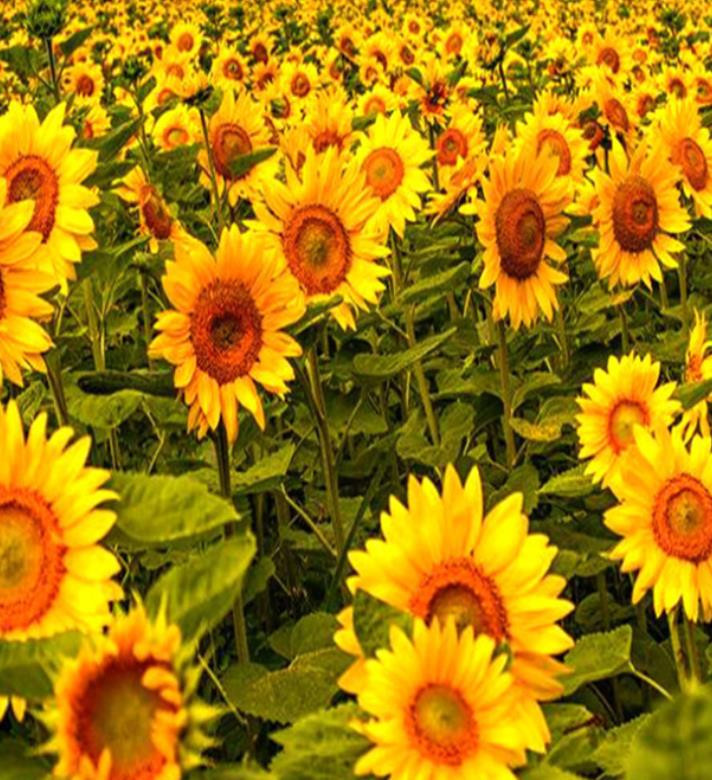 500g Nongmo High Germination Sunflower Seeds For Sale